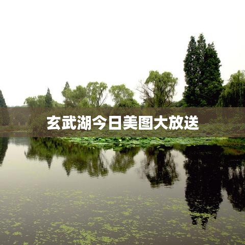 玄武湖今日美图大放送