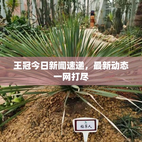 王冠今日新闻速递,最新动态一网打尽