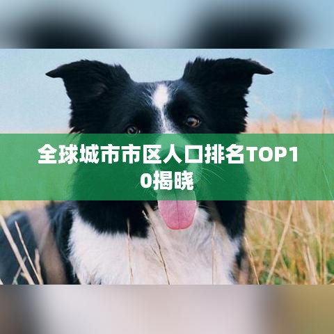 牵手跑胡子最新版本,快速计划解答设计 HarmonyOS_v10.692