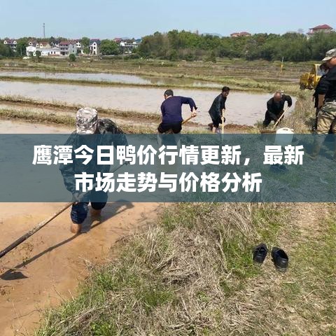 鹰潭今日鸭价行情更新，最新市场走势与价格分析