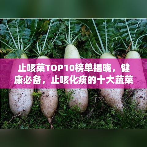 止咳菜TOP10榜单揭晓，健康必备，止咳化痰的十大蔬菜！