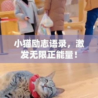 小猫励志语录，激发无限正能量！