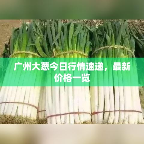 广州大葱今日行情速递，最新价格一览