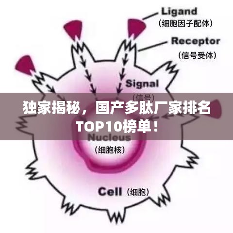 独家揭秘,国产多肽厂家排名TOP10榜单!