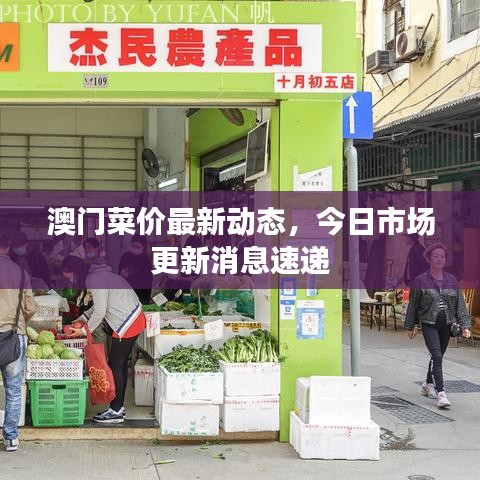 澳门菜价最新动态，今日市场更新消息速递