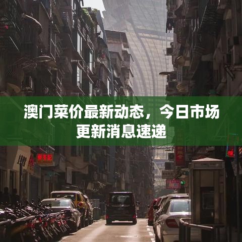 澳门菜价最新动态,今日市场更新消息速递