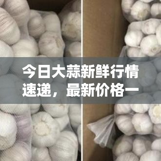 今日大蒜新鲜行情速递，最新价格一网打尽！