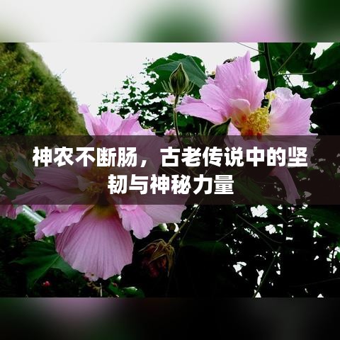 神农不断肠，古老传说中的坚韧与神秘力量