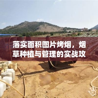 落实面积图片烤烟,烟草种植与管理的实战攻略