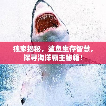 独家揭秘，鲨鱼生存智慧，探寻海洋霸主秘籍！