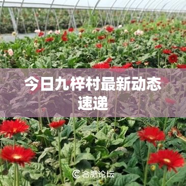 今日九梓村最新动态速递