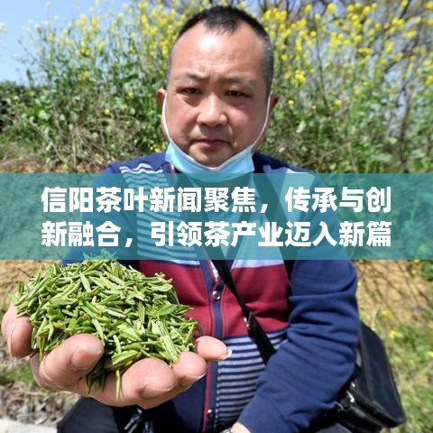 信阳茶叶新闻聚焦,传承与创新融合,引领茶产业迈入新篇章