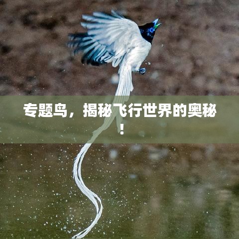 专题鸟，揭秘飞行世界的奥秘！