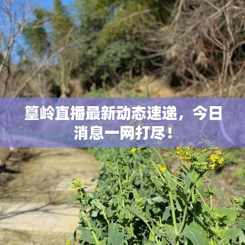 篁岭直播最新动态速递,今日消息一网打尽!