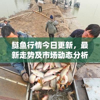 鲢鱼行情今日更新,最新走势及市场动态分析