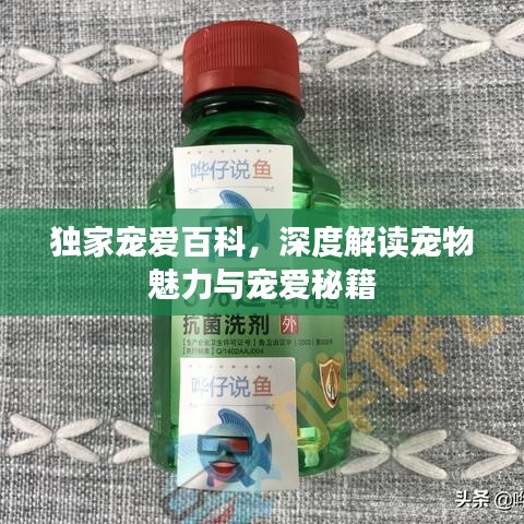 独家宠爱百科，深度解读宠物魅力与宠爱秘籍