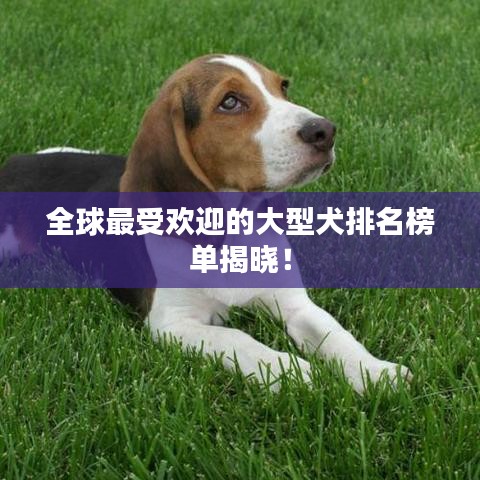 全球最受欢迎的大型犬排名榜单揭晓!