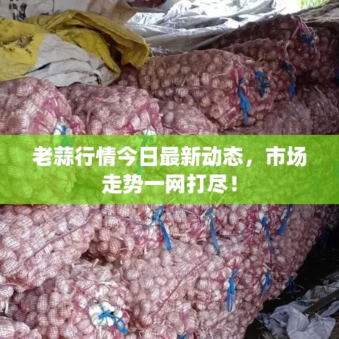 老蒜行情今日最新动态,市场走势一网打尽!