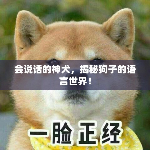 会说话的神犬，揭秘狗子的语言世界！