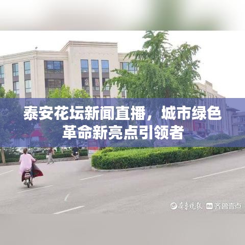 泰安花坛新闻直播，城市绿色革命新亮点引领者