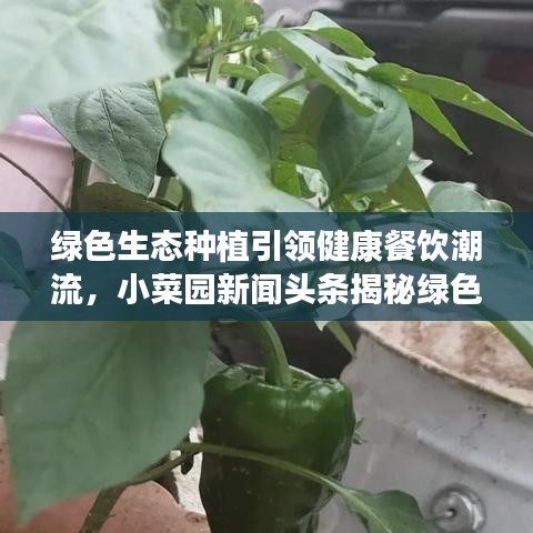 绿色生态种植引领健康餐饮潮流,小菜园新闻头条揭秘绿色种植的未来趋势