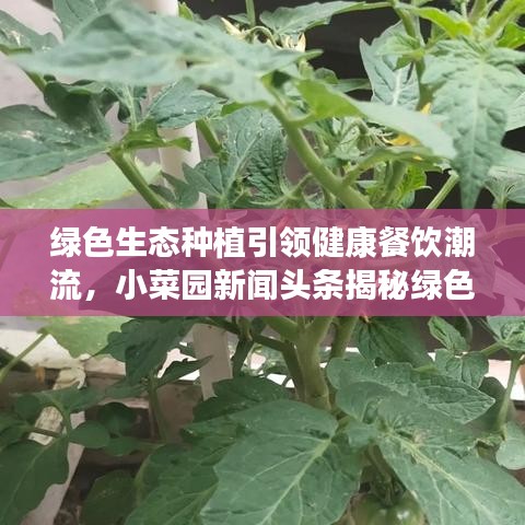 绿色生态种植引领健康餐饮潮流,小菜园新闻头条揭秘绿色种植的未来趋势