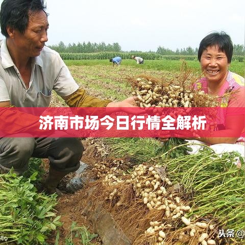 济南市场今日行情全解析