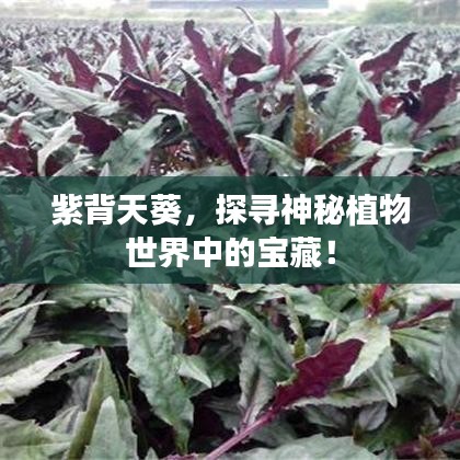 紫背天葵,探寻神秘植物世界中的宝藏!