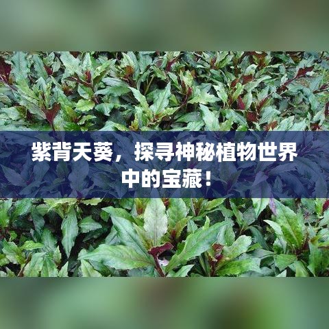 紫背天葵,探寻神秘植物世界中的宝藏!