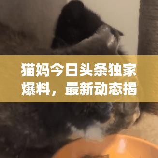 猫妈今日头条独家爆料，最新动态揭秘！