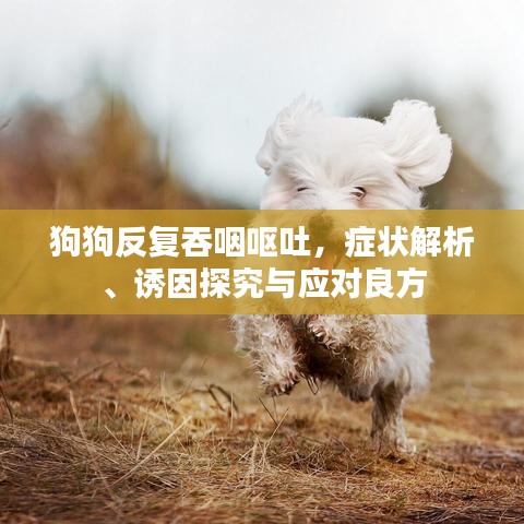 狗狗反复吞咽呕吐，症状解析、诱因探究与应对良方
