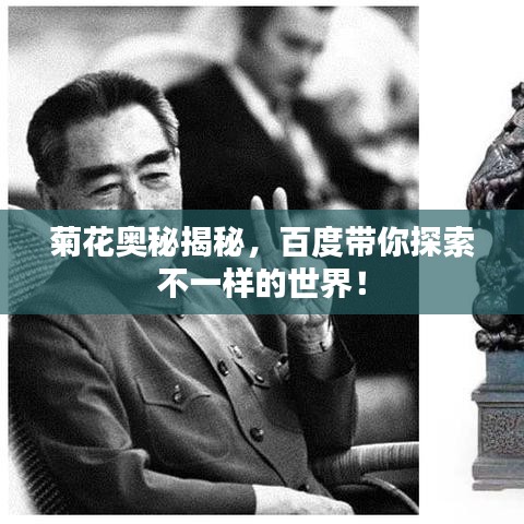 菊花奥秘揭秘，百度带你探索不一样的世界！