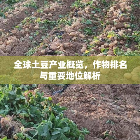 全球土豆产业概览，作物排名与重要地位解析