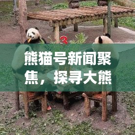 熊猫号新闻聚焦，探寻大熊猫足迹，揭示保护事业最新进展