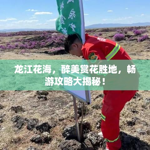 龙江花海,醉美赏花胜地,畅游攻略大揭秘!