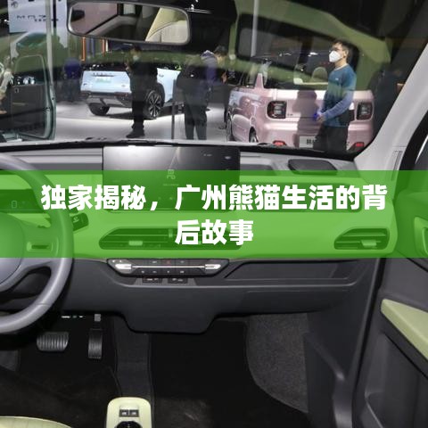 独家揭秘,广州熊猫生活的背后故事