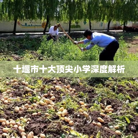 十堰市十大顶尖小学深度解析