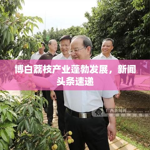 博白荔枝产业蓬勃发展,新闻头条速递