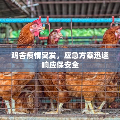 鸡舍疫情突发,应急方案迅速响应保安全