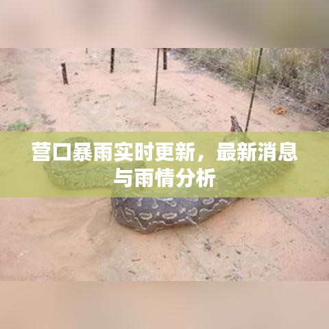 营口暴雨实时更新，最新消息与雨情分析