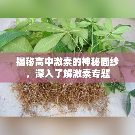 揭秘高中激素的神秘面纱,深入了解激素专题