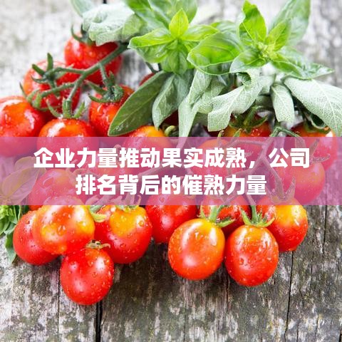 企业力量推动果实成熟，公司排名背后的催熟力量