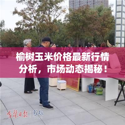榆树玉米价格最新行情分析，市场动态揭秘！