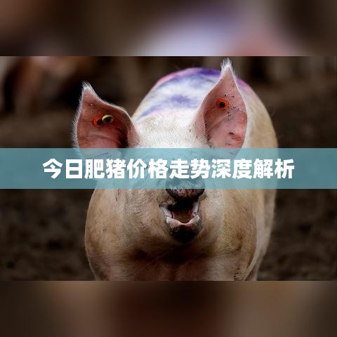 今日肥猪价格走势深度解析