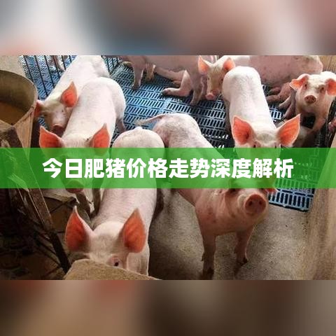今日肥猪价格走势深度解析