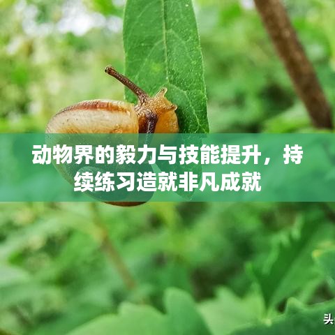 动物界的毅力与技能提升，持续练习造就非凡成就