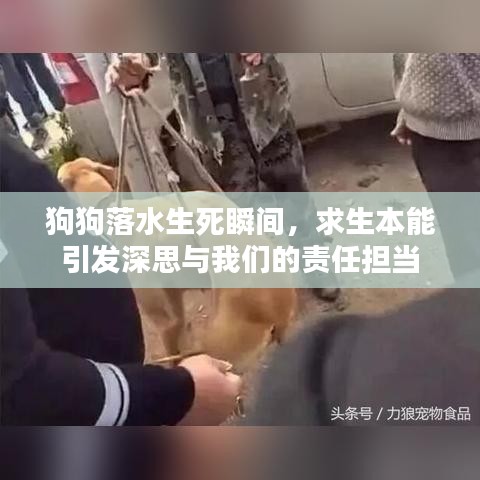 狗狗落水生死瞬间，求生本能引发深思与我们的责任担当