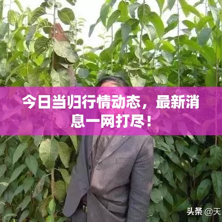 今日当归行情动态，最新消息一网打尽！