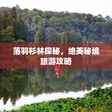 落羽杉林探秘,绝美秘境旅游攻略