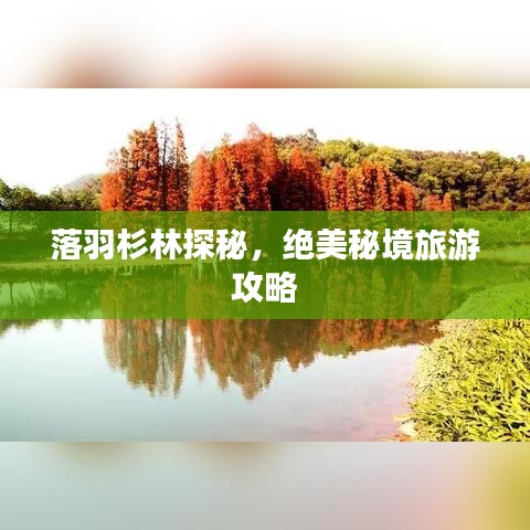 落羽杉林探秘,绝美秘境旅游攻略